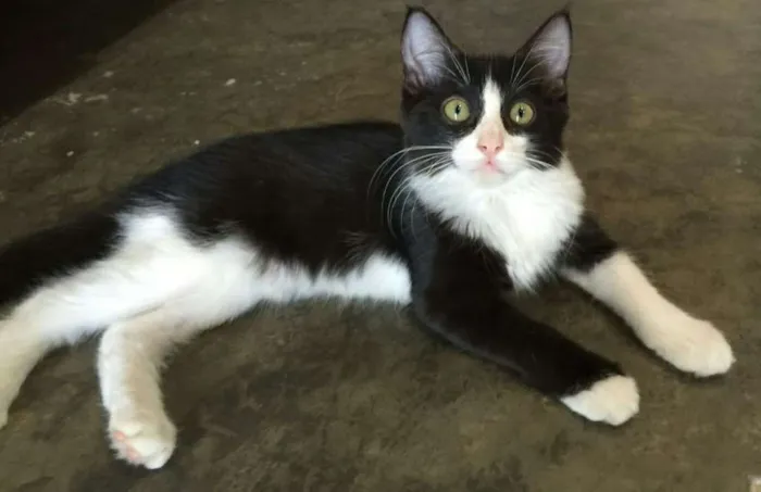 Gato raça  idade Abaixo de 2 meses nome nina