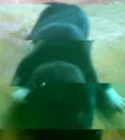 varios