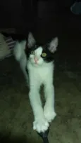 nina
