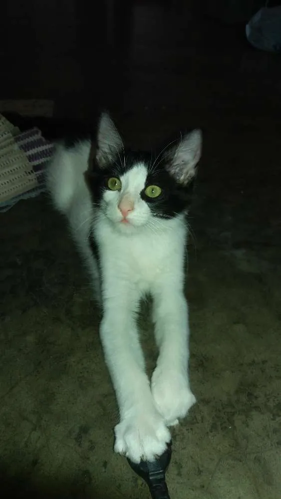 Gato raça  idade Abaixo de 2 meses nome nina