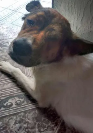 Cachorro raça srd idade 2 anos nome kiko