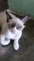 nina