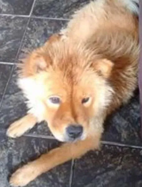 Cachorro ra a Chow Chow idade 1 ano nome CINDY