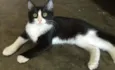 nina
