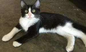 Gato raça  idade Abaixo de 2 meses nome nina