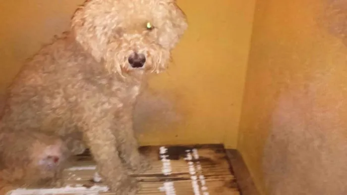 Cachorro ra a Poodle idade  nome Estopa