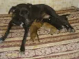 Filomena