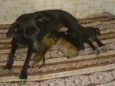 Filomena