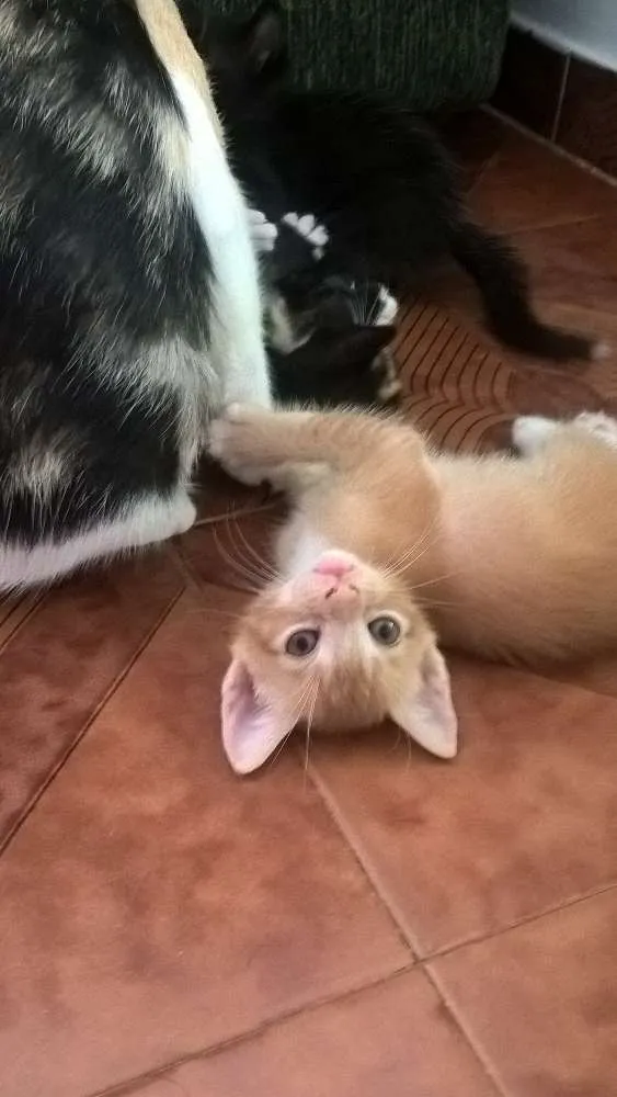 Gato raça SRD idade Abaixo de 2 meses nome sem nome 