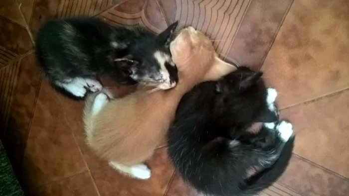 Gato raça SRD idade Abaixo de 2 meses nome sem nome 