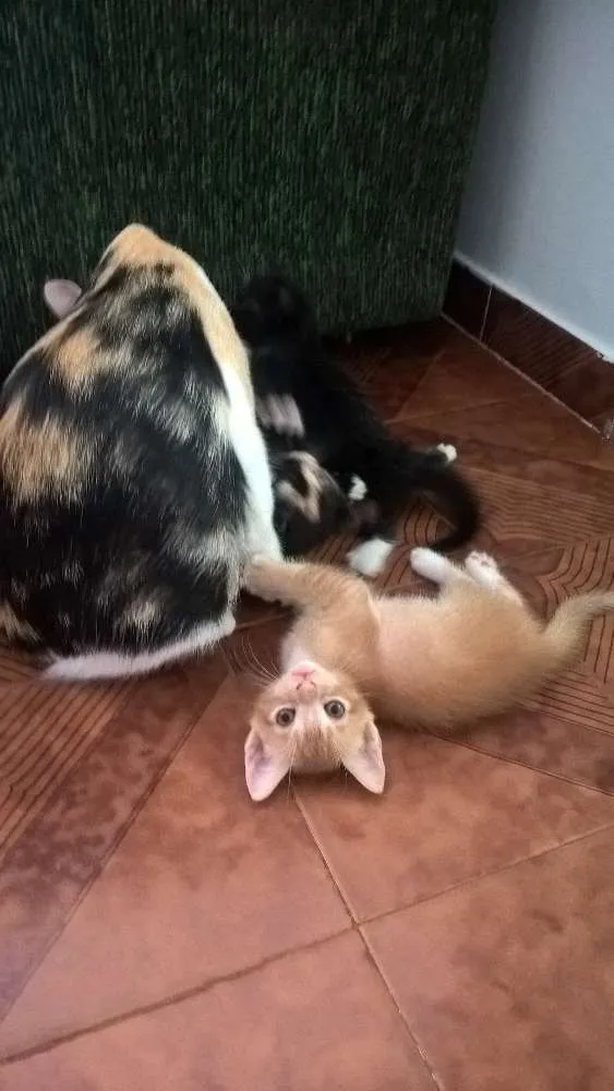 Gato raça SRD idade Abaixo de 2 meses nome sem nome 