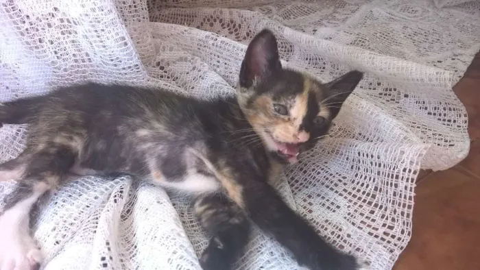 Gato raça SRD idade Abaixo de 2 meses nome sem nome 