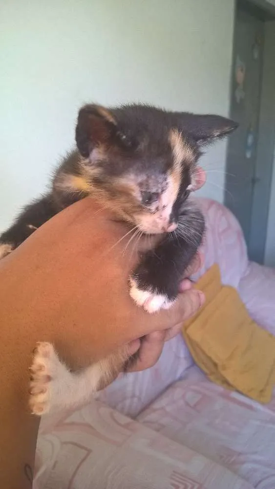 Gato raça SRD idade Abaixo de 2 meses nome sem nome 