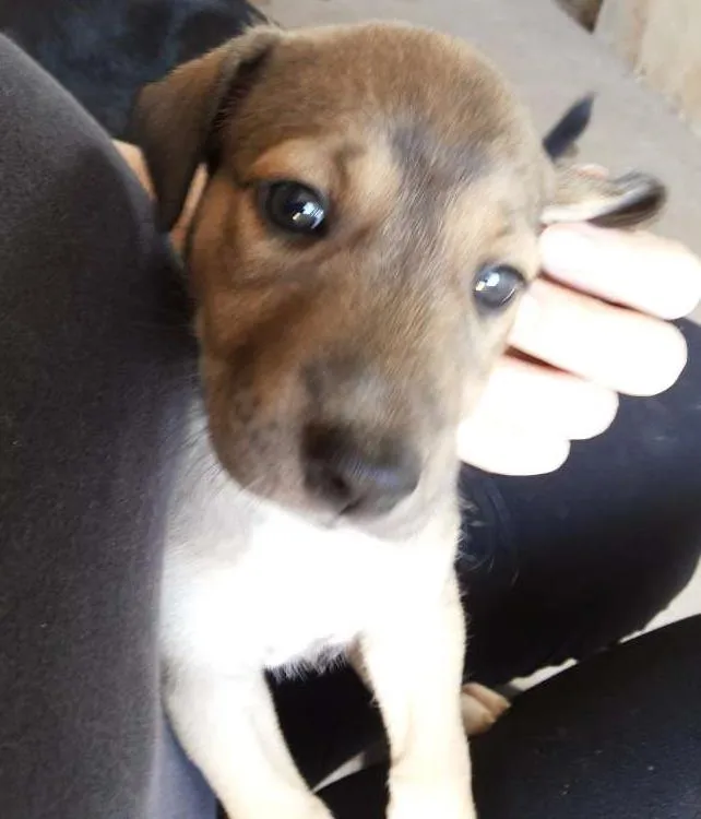 Cachorro raça Sem Raça Definida idade 2 a 6 meses nome Ursa e Anna