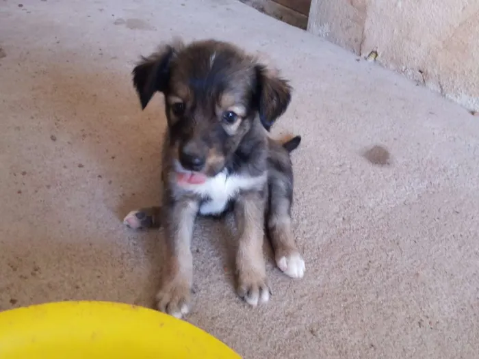 Cachorro raça Sem Raça Definida idade 2 a 6 meses nome Ursa e Anna
