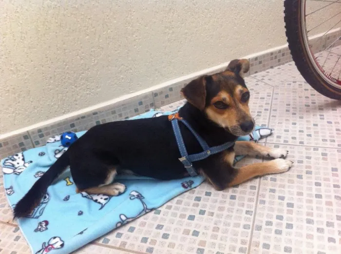 Cachorro ra a Srd idade 3 anos nome Sem nome
