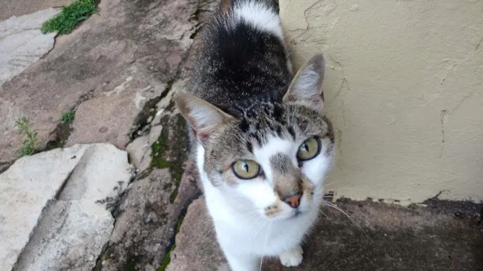 Gato raça Comum idade 1 ano nome Nega