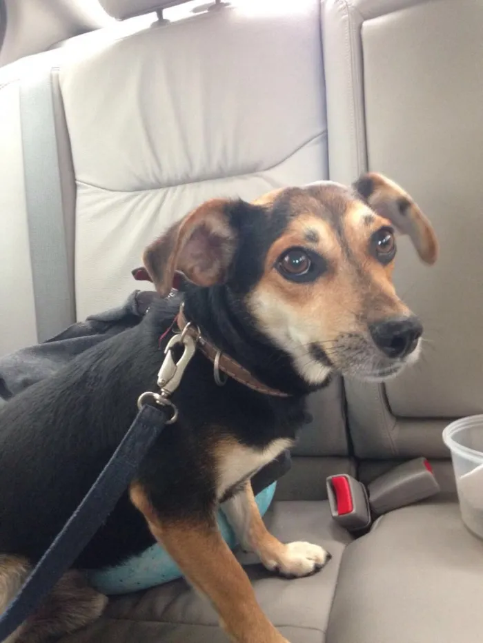 Cachorro ra a Srd idade 3 anos nome Não sei