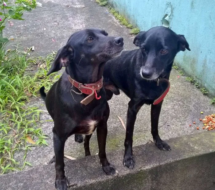 Cachorro ra a não sei dizer idade  nome desconhecido