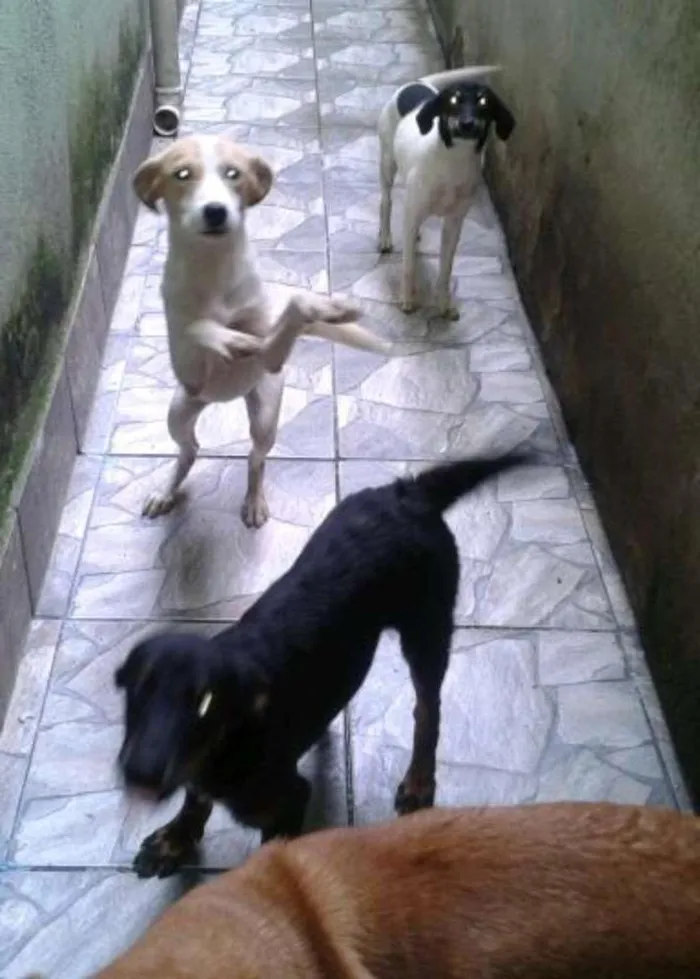 Cachorro ra a Indefinida idade 5 anos nome Shakira