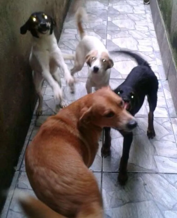 Cachorro ra a Indefinida idade 5 anos nome Shakira