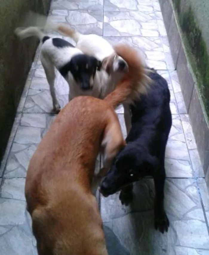 Cachorro ra a Indefinida idade 5 anos nome Shakira