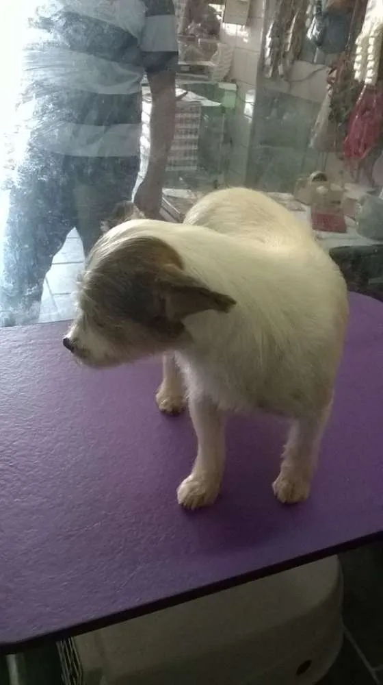 Cachorro ra a srd idade 1 ano nome berna