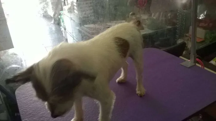 Cachorro ra a srd idade 1 ano nome berna