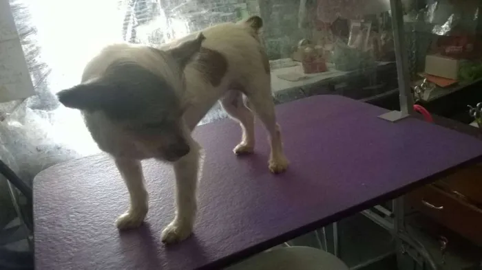 Cachorro ra a srd idade 1 ano nome berna