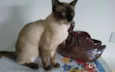 pacato