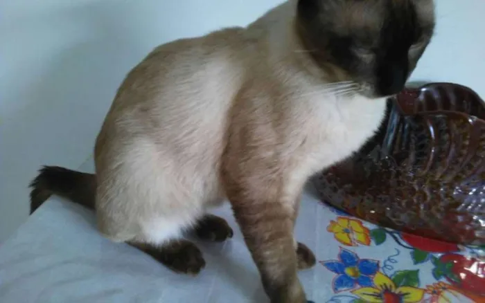 Gato ra a Siamês idade 7 a 11 meses nome pacato