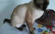 pacato