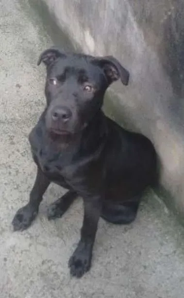 Cachorro ra a SRD idade 7 a 11 meses nome fumaca