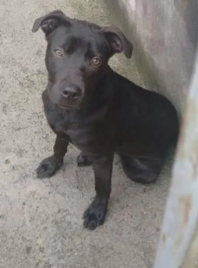 Cachorro ra a SRD idade 7 a 11 meses nome fumaca