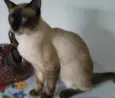 pacato