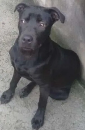 Cachorro raça SRD idade 7 a 11 meses nome fumaca