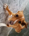 Maggie