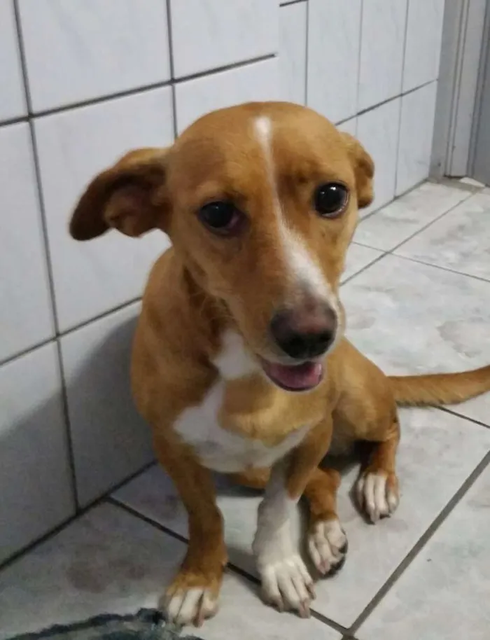 Cachorro raça Beagle com Viralata idade 2 anos nome Maggie