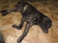Cachorro raça Labrador idade 6 ou mais anos nome Billy