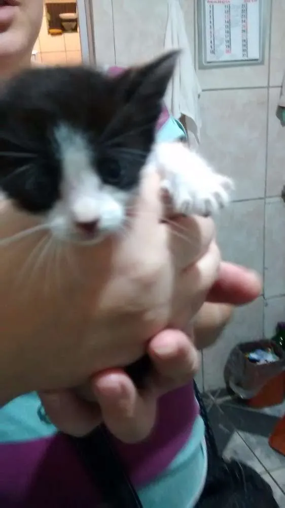 Gato ra a SRD idade Abaixo de 2 meses nome sem nome