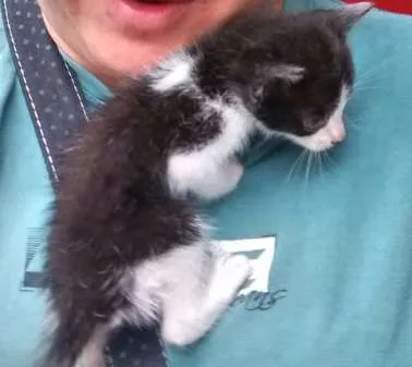 Gato ra a SRD idade Abaixo de 2 meses nome sem nome