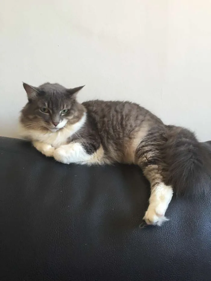 Gato ra a sem raça idade 5 anos nome Sugar