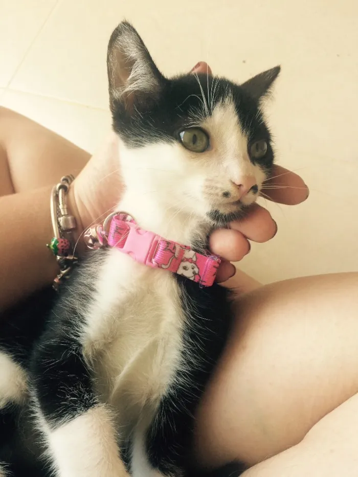 Gato ra a SRD idade  nome Brigite e Margot