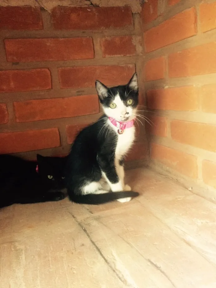 Gato ra a SRD idade  nome Brigite e Margot