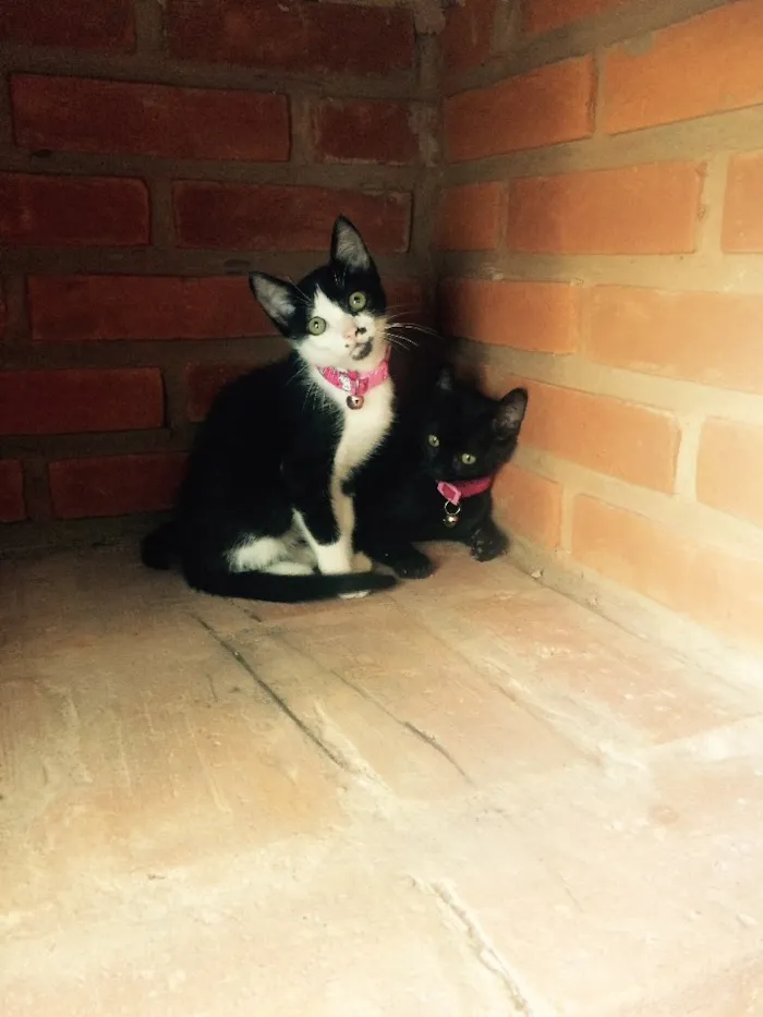 Gato ra a SRD idade  nome Brigite e Margot
