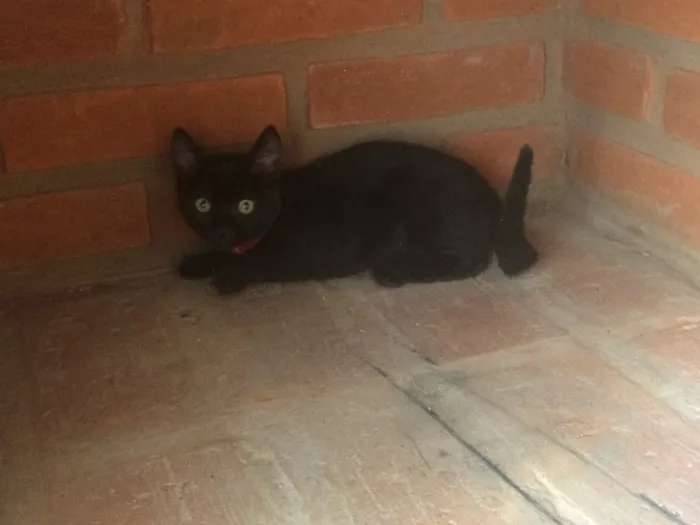 Gato ra a SRD idade  nome Brigite e Margot