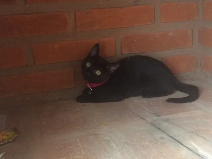 Gato ra a SRD idade  nome Brigite e Margot