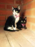 Brigite e Margot