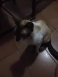 Siamês 