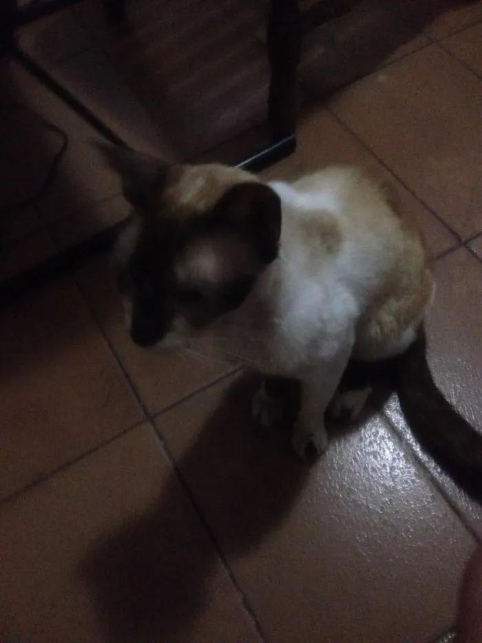 Gato ra a Srd idade 2 anos nome Siamês 